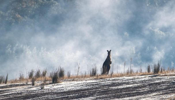 eastern-grey-kangaroo169